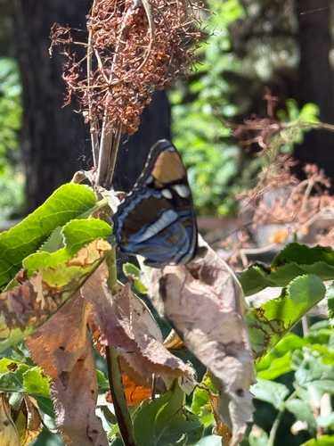 iNaturalist observation photo of California Sister