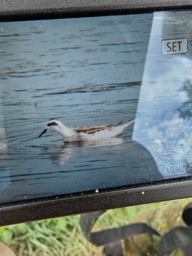 Red-necked Phalarope