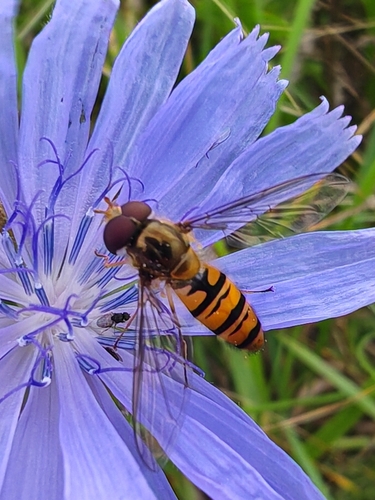 Marmalade Hover Fly