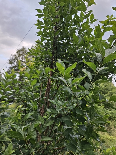 Spindle