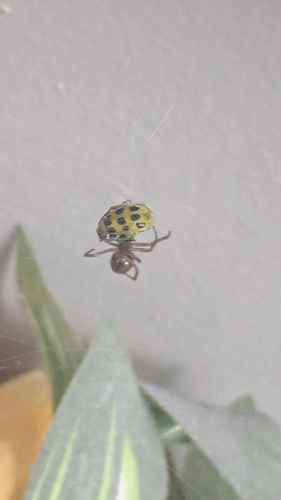 Spotted Cucumber Beetle