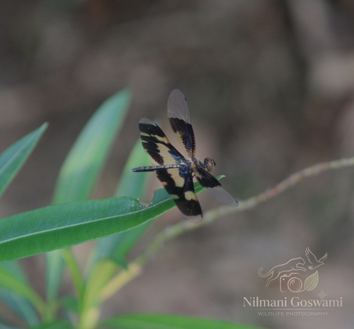 Common Picture Wing