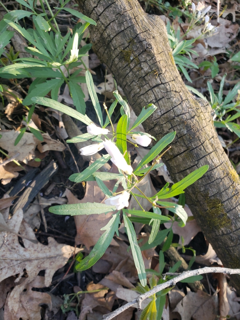 Cut Leaved Toothwort From Waterloo Quartzite Outcrops State Natural Area On May At