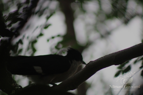 Pied Cuckoo
