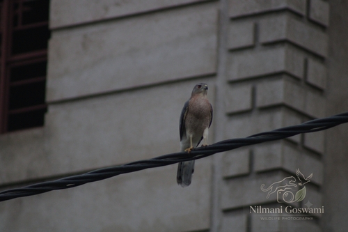 Indian shikra