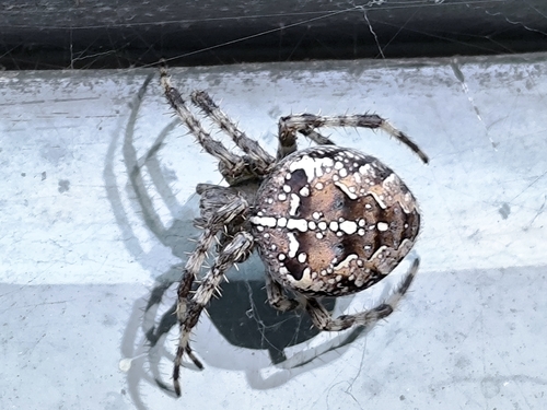 Cross Orbweaver