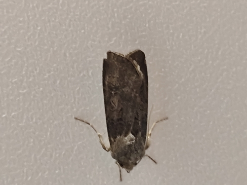 Garden Dart