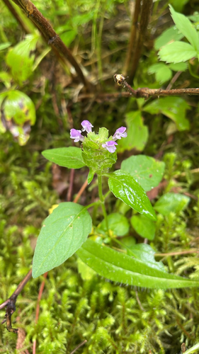 common selfheal