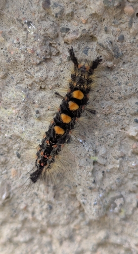 Rusty Tussock Moth