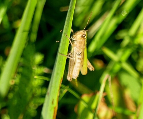 Steppe Grasshopper