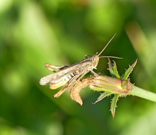 Bow-winged Grasshopper