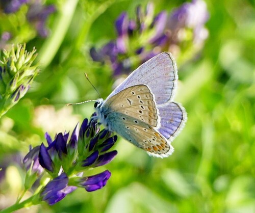 Common Blue