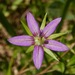 Campanula floridana - Photo 由 j-stauffer 所上傳的 (c) j-stauffer，保留所有權利