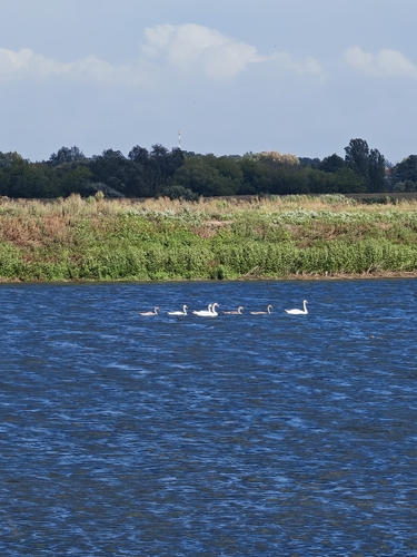 Mute Swan