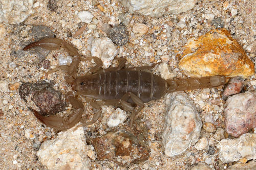 Pseudouroctonus apacheanus