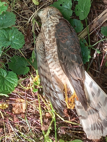 Eurasian Sparrowhawk