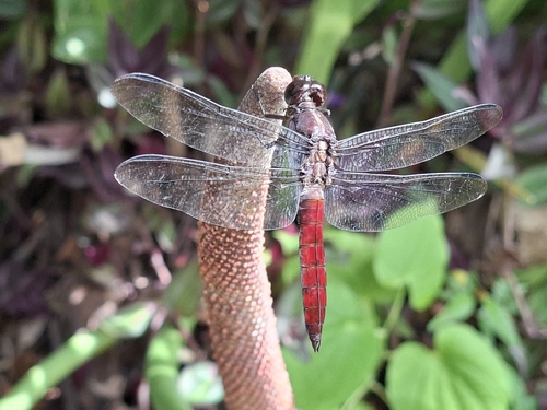 Hercules Skimmer