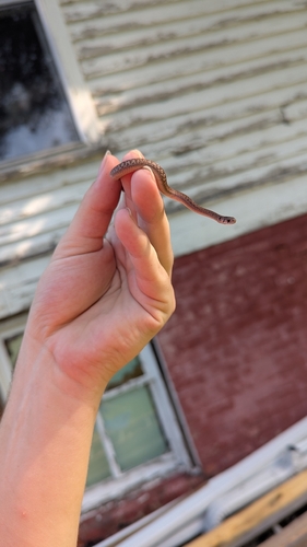 DeKay's Brownsnake
