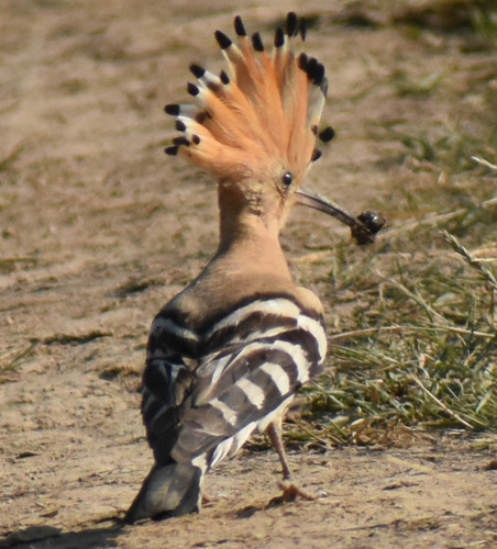 Common Hoopoe