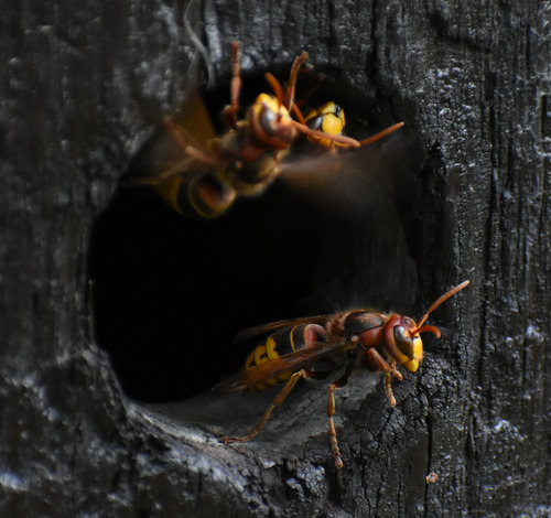 European Hornet