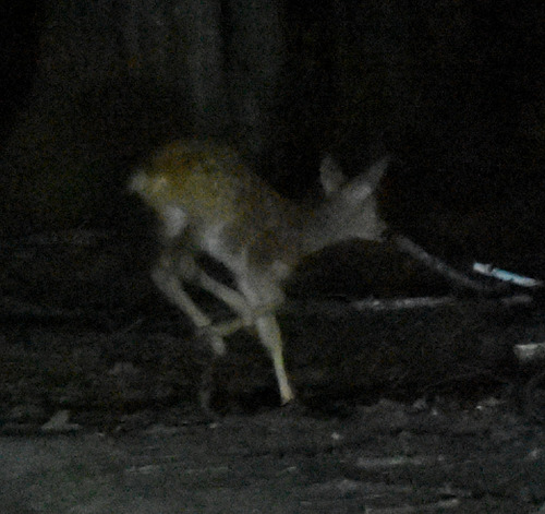 Western Roe Deer