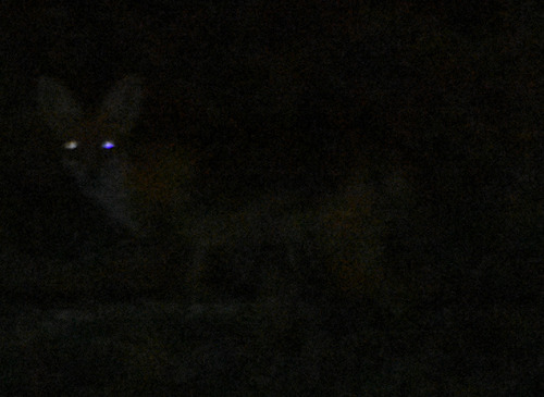 Red Fox