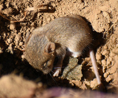 Common Vole