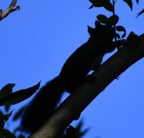 Eurasian Red Squirrel