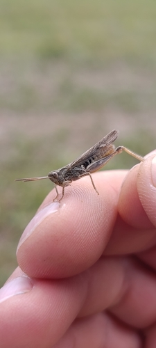 Lesser Grasshopper