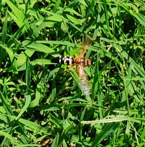 Eastern Cicada-killer Wasp