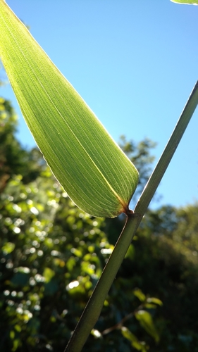 Chusquea lanceolata