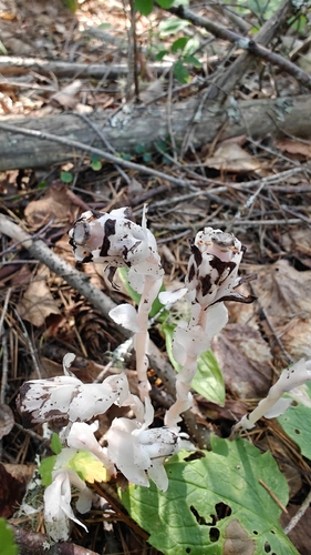 Ghost Pipe