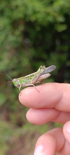 Slender Green-winged Grasshopper