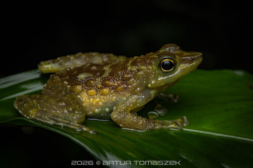 Green-spotted Foot-flagging Frog
