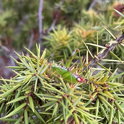 Splendid Bush-cricket