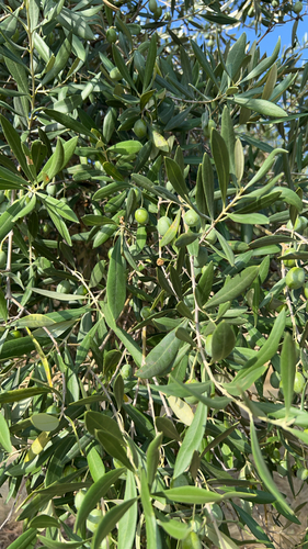 Olive