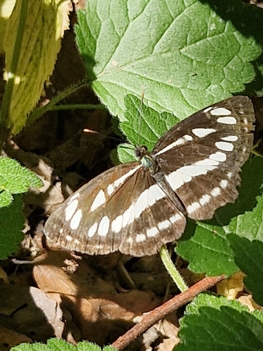 Pallas' Sailer