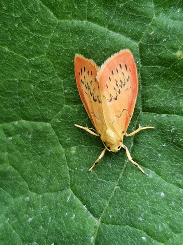 Rosy Footman