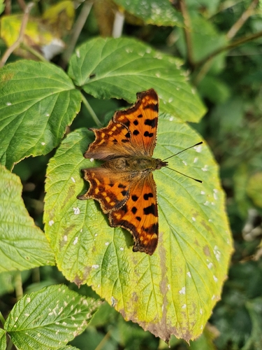European Comma