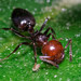Mediterranean Acrobat Ant - Photo (c) RUIZ Jean Marc, all rights reserved, uploaded by RUIZ Jean Marc
