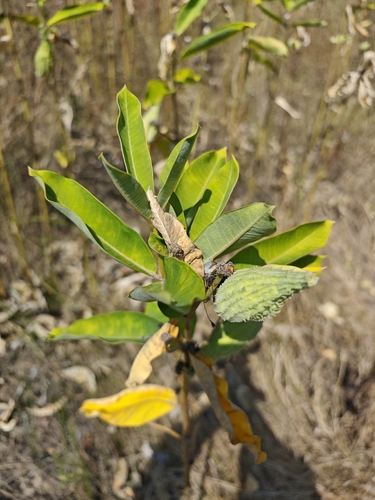 common milkweed
