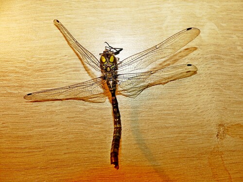 Southern Hawker