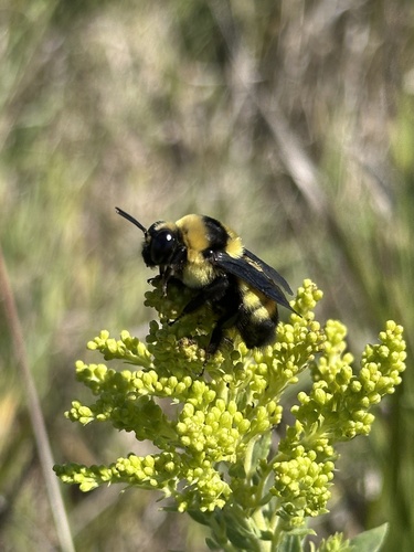 Black-and-gold Bumble Bee