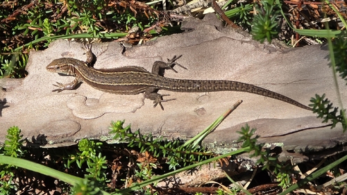 Viviparous Lizard