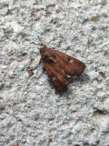 Square-spot Rustic