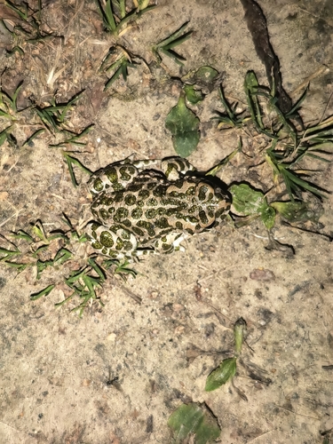 European Green Toad