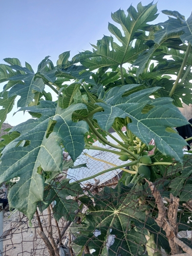 Papaya