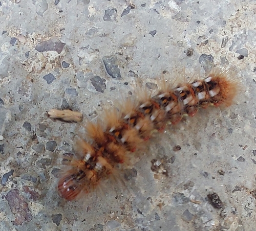 Knot Grass Moth
