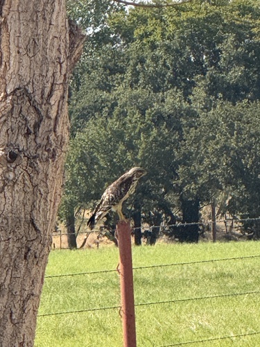 Red-shouldered Hawk