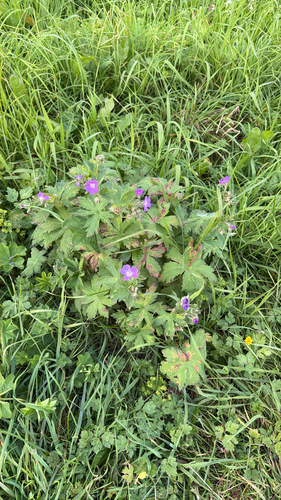 wood crane's-bill